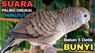 Perkutut Lokal Gacor Suara Besar Pancingan Burung Perkutut Agar Cepat Bunyi.