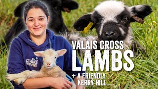 Adam Henson's Farm Diaries - Fridays with Fran - Ep12 - Dobby the friendly Kerry & Valais lambs