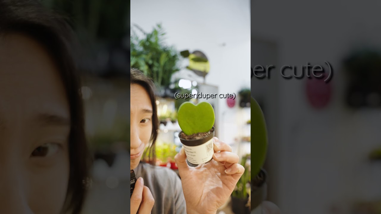 🚨 ВНИМАНИЕ🚨 Это растение в форме сердца ко Дню святого Валентина остается маленьким 💚 