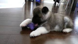 Fuji (8 week old Akita puppy) playing with his toy