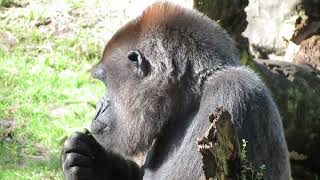 Snacking Gorilla At Columbus Zoo