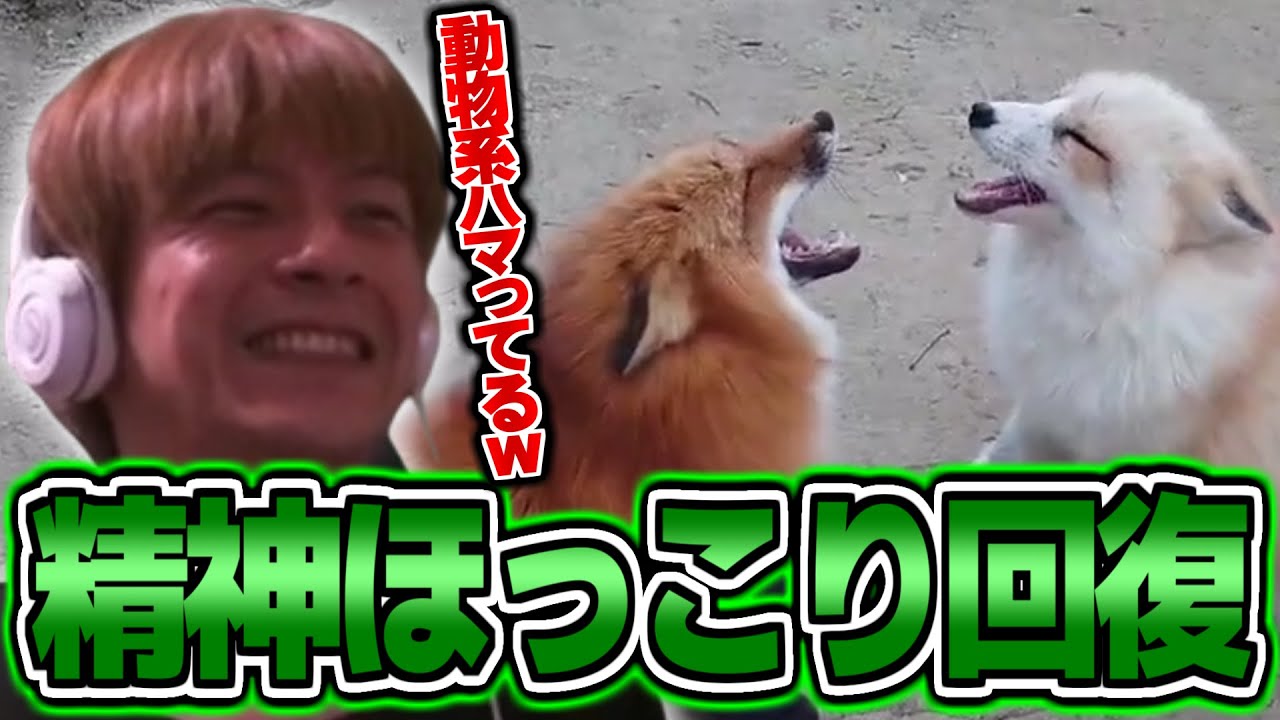 やすらぎを求めて癒し動物を見るおえちゃん【2025/04/21】