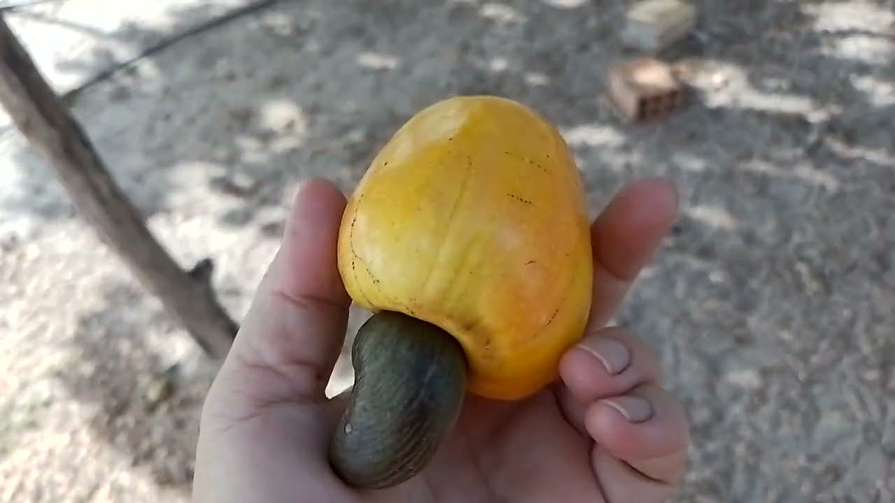 como fazer o cajueiro vingar os frutos, sem gastar nada!!!*