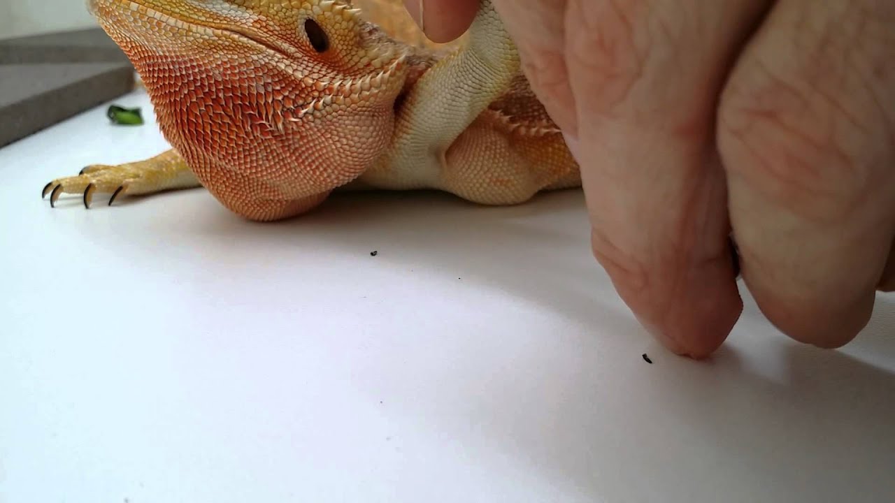 HOW TO TRIM YOUR BEARDIES NAILS!!