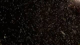 お散歩動画4K夜空に舞う美しい雪たち