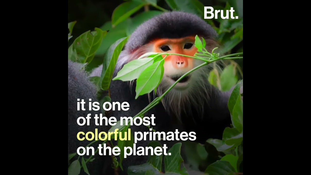 red shanked douc (beautiful primate)