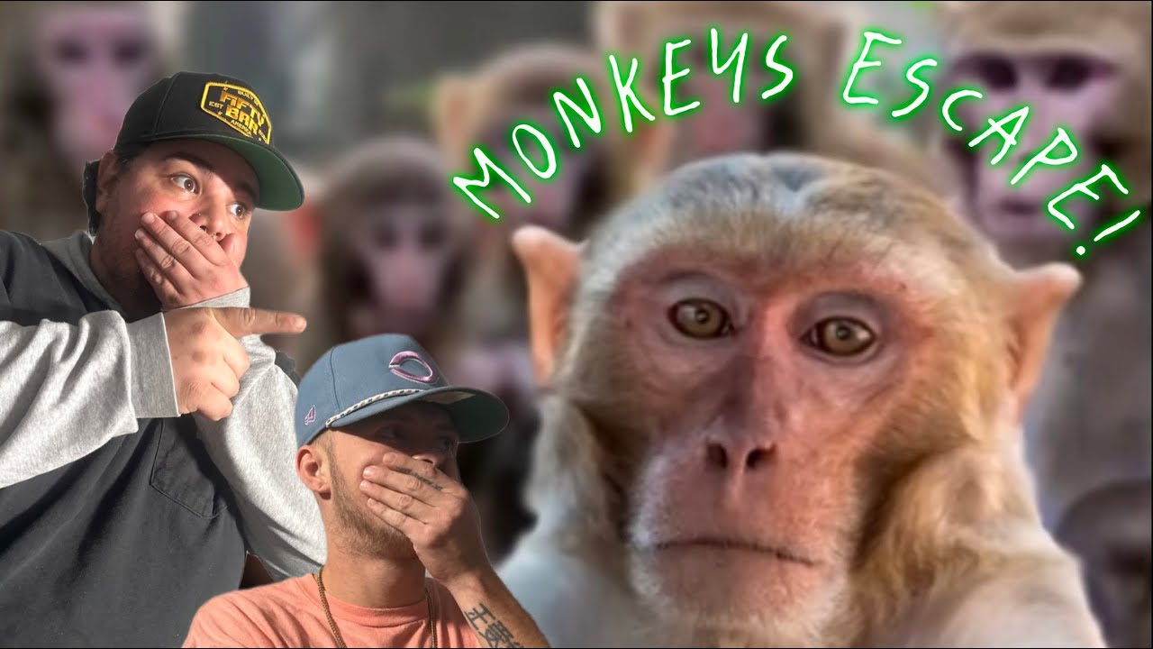 Monkeys ESCAPE Research Facility! - YouTube