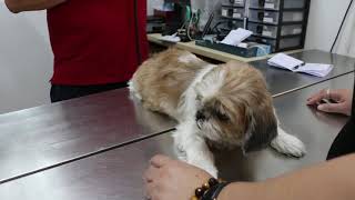 The Shih Tzu Was Not Eating - Open Pyometra