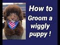 Grooming a wiggly puppy.