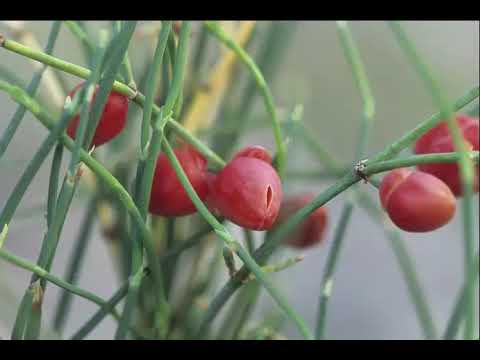 Video: Ayan Gran (23 Bilder): Beskrivelse Av Det Eviggrønne Ephedraet. Planting, Omsorg Og Reproduksjon