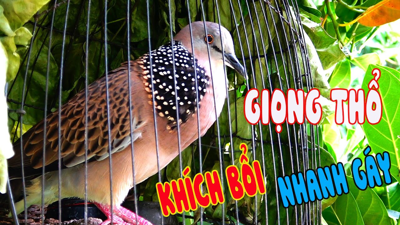 💦CHIM CU GÁY Giọng Hấp Dẫn ĐỦ BÀI [GÁY GỌI,THÚC,GÙ ]Kích Bổi Nhanh Nổi.Cu Gáy.Cu Đất,Cu cườm