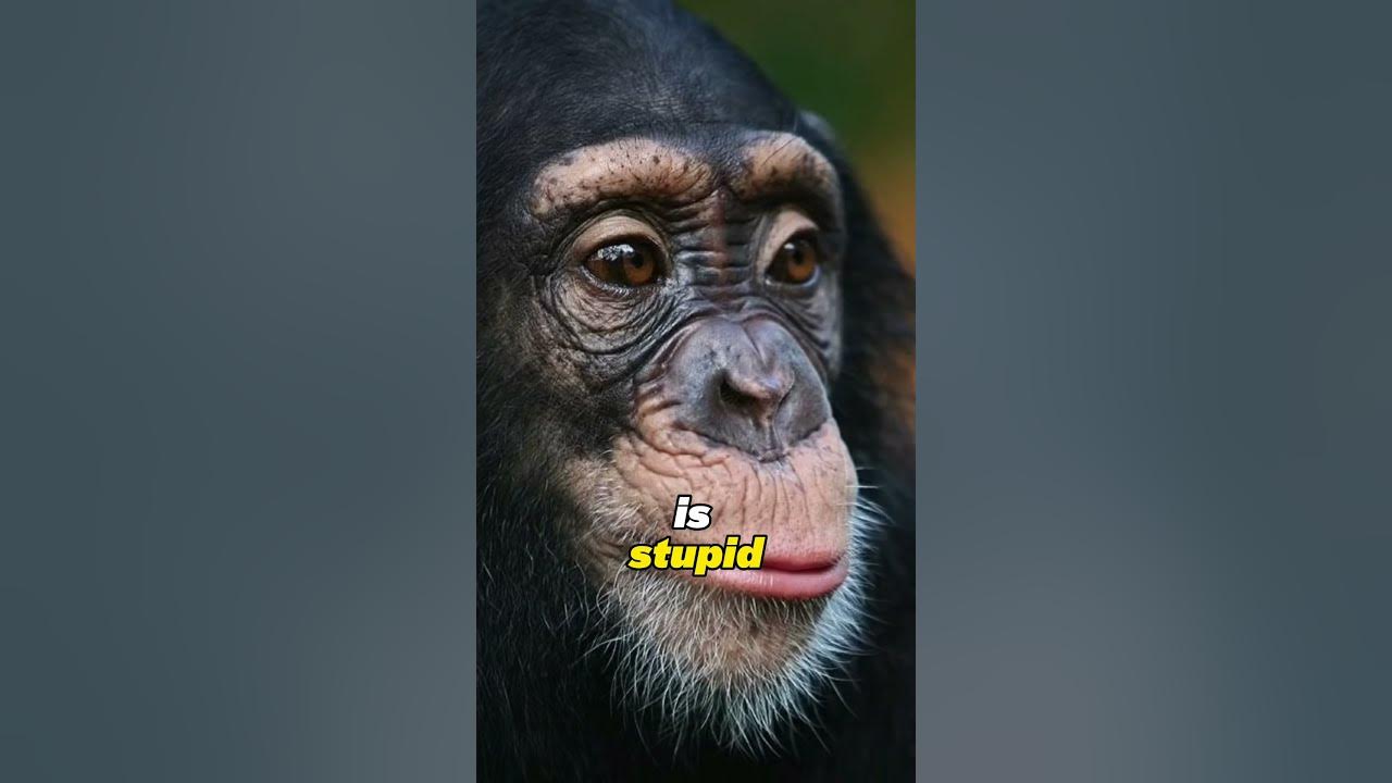 Are Chimps in the Stone Age?? - YouTube