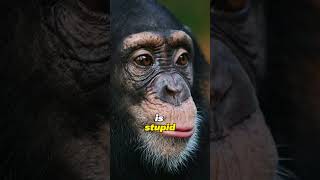Are Chimps in the Stone Age??