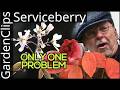 Serviceberry: ALMOST PERECT 4 Season Native Tree with One Flaw - Shadbush (Amelanchier)