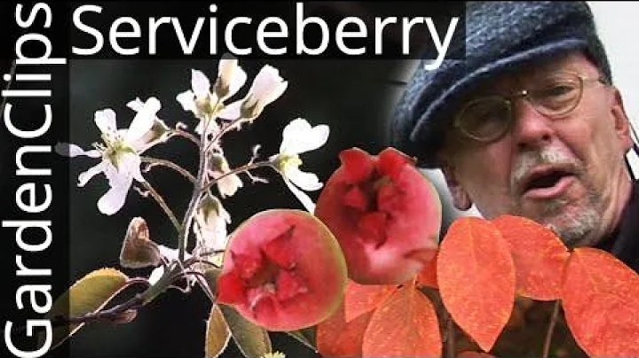 Serviceberry - Shadbush - Amelanchier - N American...