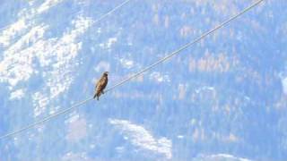 Red-tailed Hawk Harlan's Young Dark Morph Net Worth