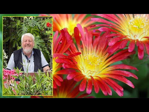 Vidéo: Plantes pour le plein soleil de la zone 7 : En savoir plus sur le jardinage en plein soleil dans la zone 7