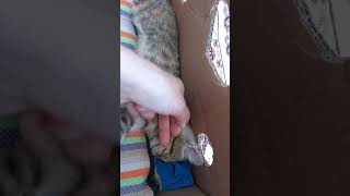 Şıııı Sessiz Olun Şirin Kedim Uyumuş