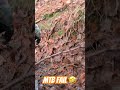 Mtb Fail - wet roots = comical slow speed tumble 🤣