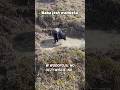 Jak wyglądają górskie wycieczki z NIEPEŁNOSPRAWNYM czworonogiem?🤯#fyp #dlaciebie #wheelchairlife