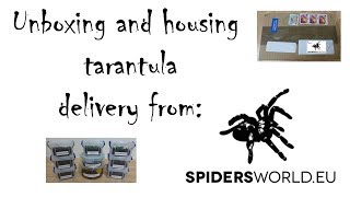 images Spiderworld Eu unboxing and housing spiderworld eu tarantula delivery to uk