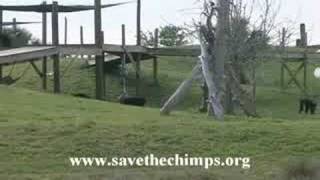 Save the Chimps - Rufus' Family - Giant Foraging Board