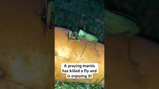 A praying mantis has killed a fly and is enjoying it