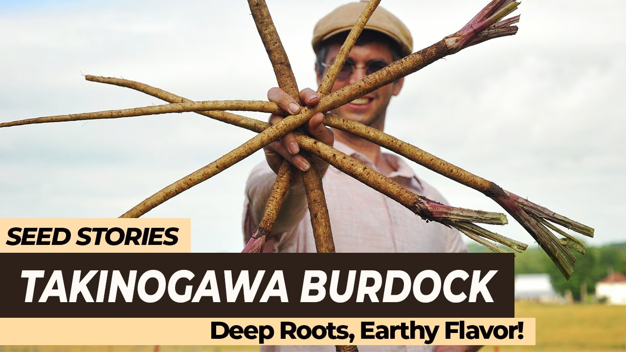 SEED STORIES | Takinogawa Burdock: Deep Roots and Earthy Flavor!