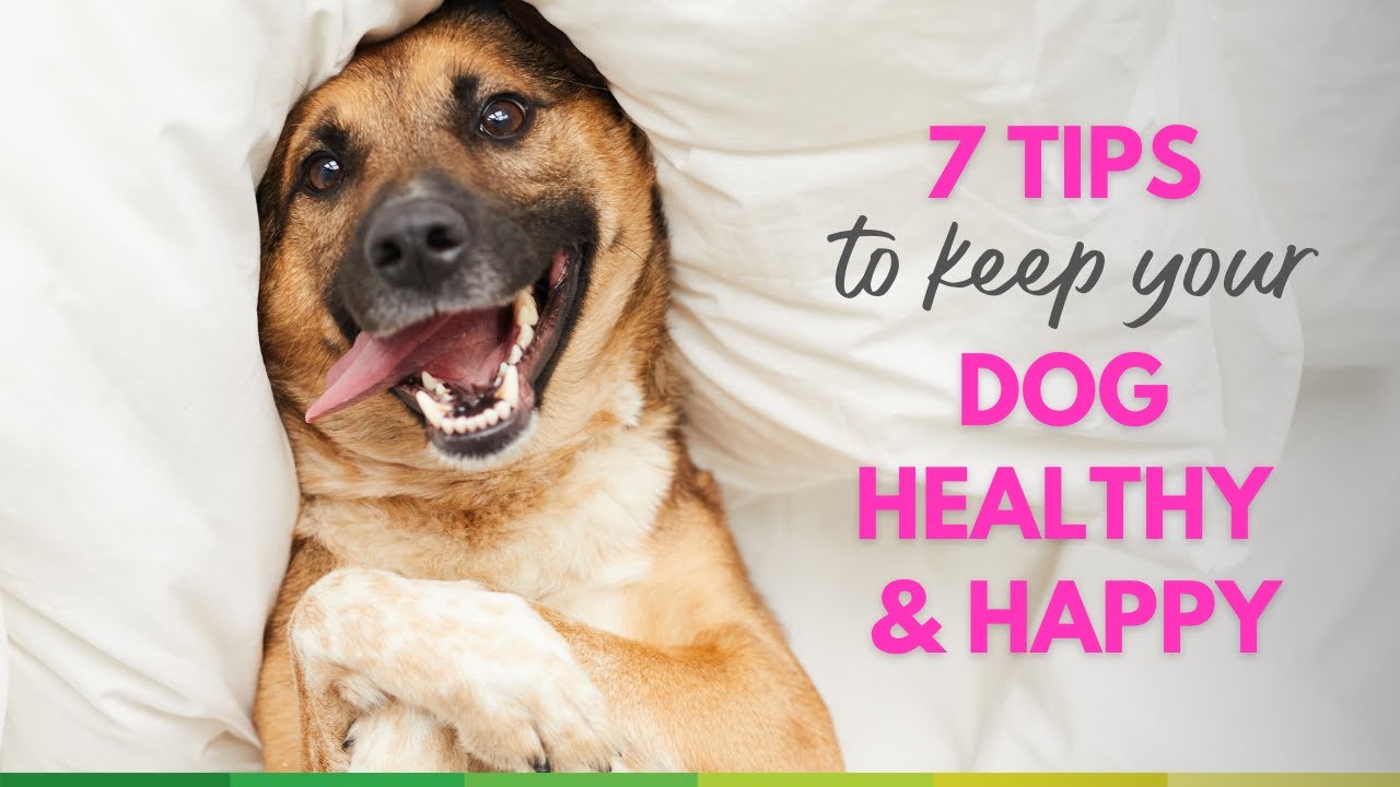 7 tips to keep your dog healthy and happy – Dr. Dobias Natural Healing