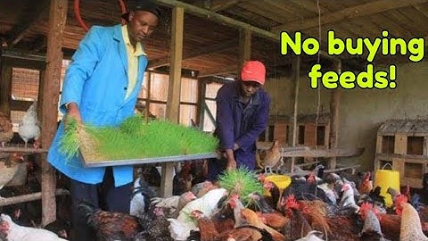 Cheap Chicken Feed Formulation | How to Easily Make Chicken Feed