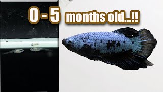 Betta Fish Growth (  0  5 months old  )