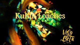 Kuhli Loaches | 4K UHD