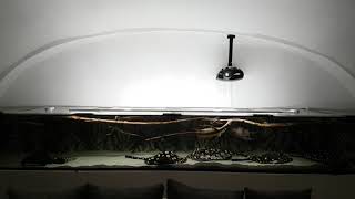 Potamotrygon Black Diamond Stingray Rochen Aquarium Arowana Rtg Shb