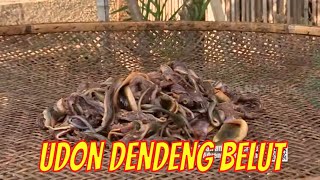 Udin Dendeng Belut  Jejak Si Gundul 030821