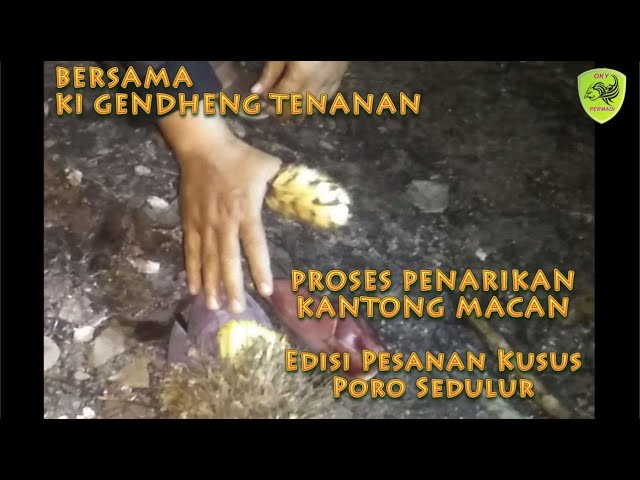 Penarikan Mustika Kantung Macan class=