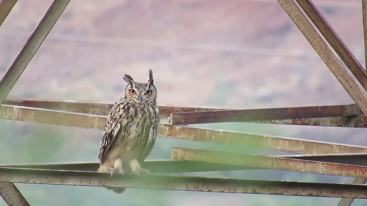 Indian Eagle Owl in Madurai 