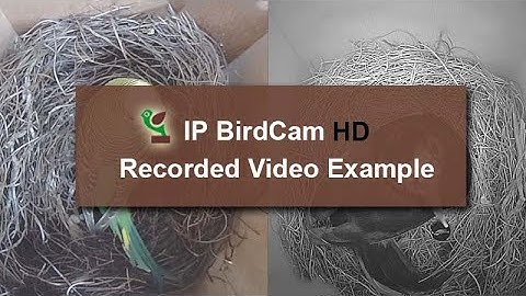 HD Wireless Bird Box Camera Video Sample Reviews with IR Night Vision and Mass Recording