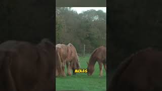Meet The Poitevin Mulassier One Of The Rarest Daft Horses on Earth #horse #shorts