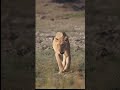 Lion Sightings At Lake Camp