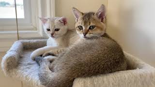 Scottish Straight Brother and Sister Chilling Together by Luxury Kittens Scottish Fold 141 views 2 years ago 30 seconds