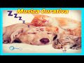 🐶Música Clasica para Curar Perros y Gatos Enfermos - 3 HORAS Nuevo 2023 ☛🐱🐶