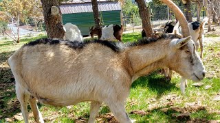 Some Signs of Heat in Our Goats