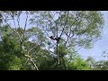 Rescued gibbons palle  loc show off their agility in the trees on dao tien