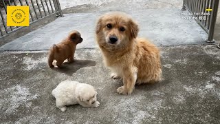 The Timid Stray Dog Mom Carried Her Puppies to My Doorstep, Leaving with a Heart Full of Attachment by House For Paws 397,432 views 2 months ago 15 minutes