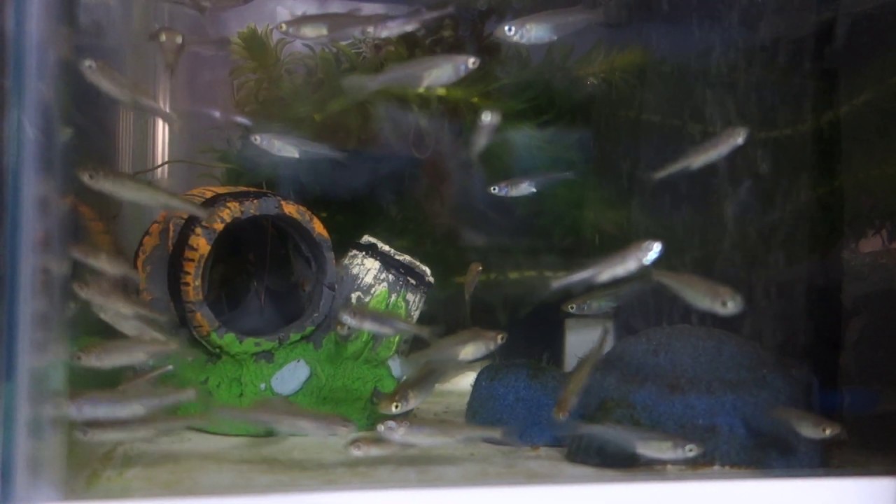 金魚鉢と水槽で飼育しているメダカ 私の趣味