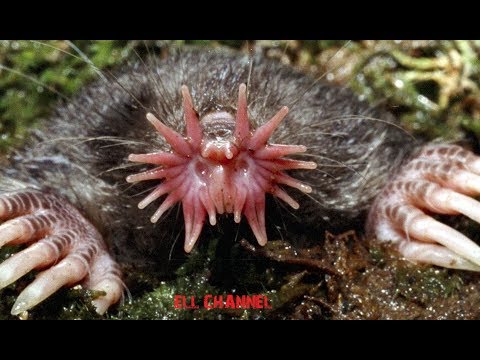 10 ყველაზე მახინჯი ცხოველი დედამიწაზე