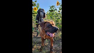 Gente encuentra dos perros abandonados después del incendio de una casa | El Dodo