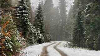 Ardıç Yaylası Safranbolu-Bartın Ormanları