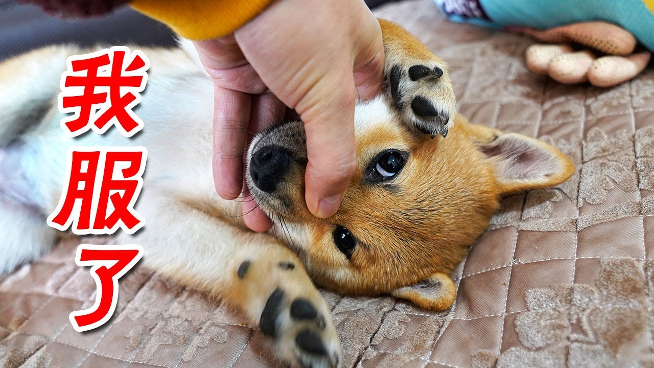狗打架怎么办 两只小柴犬每天打狗架 主人这样处理 大狗立刻乖乖的 Youtube