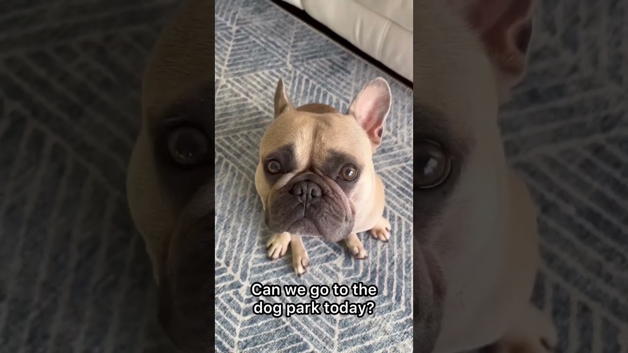 Dog Dad Cleaning Home with Shark Steam and Scrub